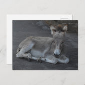 かわいい小さな灰色のロバの子犬の置く ポストカード (正面/裏面)