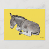 かわいい小さな灰色のロバベビーのフォールを置く ポストカード (正面)
