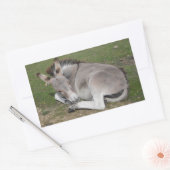 かわいい小さな灰色のロバベビーのフォールを置く 長方形シール (封筒)