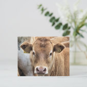 かわいい小さな牛 ポストカード (スタンド正面)
