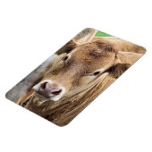 かわいい小さな牛 マグネット (左側)