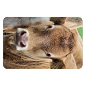 かわいい小さな牛 マグネット (横)