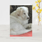 かわいい小さな白い犬ポートレート カード (黄色い花)
