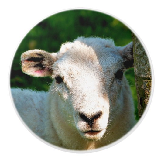 かわいい小さな羊 セラミックノブ (正面)