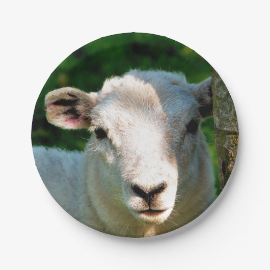 かわいい小さな羊 ペーパープレート (正面)