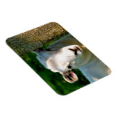 かわいい小さな羊 マグネット (右側)