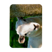 かわいい小さな羊 マグネット (縦)