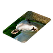 かわいい小さな羊 マグネット (左側)