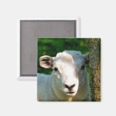 かわいい小さな羊 マグネット (正面/裏面)