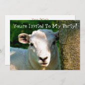 かわいい小さな羊 招待状 (正面/裏面)