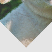 かわいい小さな羊 薄葉紙 (詳細)