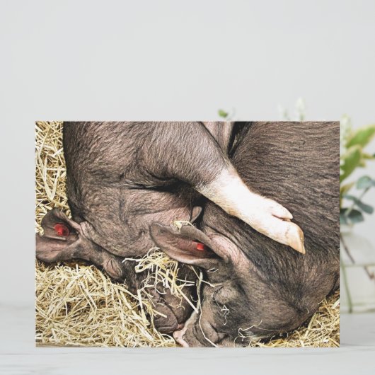 かわいい小さな豚の招待 (スタンド正面)