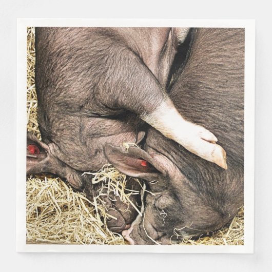 かわいい小さな豚 (正面)