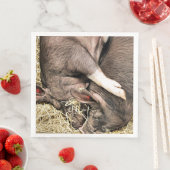 かわいい小さな豚 (インサイチュ)