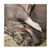 かわいい小さな豚 タイル (正面)