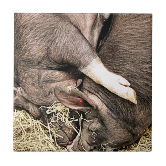 かわいい小さな豚 タイル (正面)