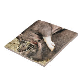 かわいい小さな豚 タイル (側面)