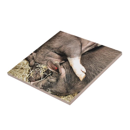 かわいい小さな豚 タイル (側面)