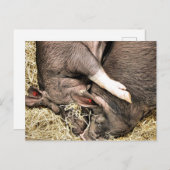 かわいい小さな豚 ポストカード (正面/裏面)