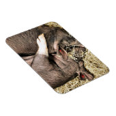 かわいい小さな豚 マグネット (右側)