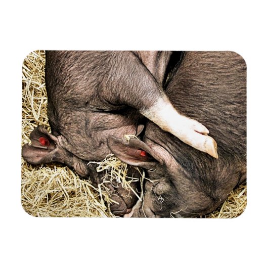 かわいい小さな豚 マグネット (横)