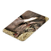 かわいい小さな豚 マグネット (左側)