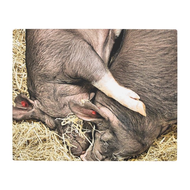 かわいい小さな豚 メタルプリント (正面)