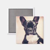 かわいい小さな黒と白の子犬 マグネット (正面/裏面)