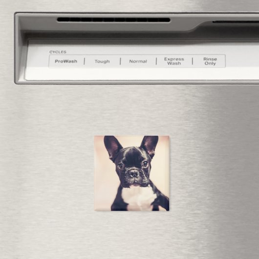 かわいい小さな黒と白の子犬 マグネット (インサイチュ (食洗機))