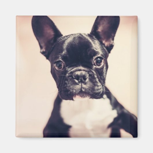 かわいい小さな黒と白の子犬 マグネット (正面)