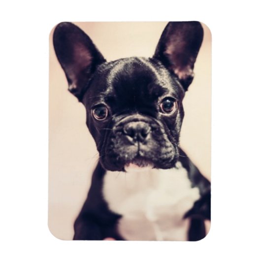 かわいい小さな黒と白の子犬 マグネット (縦)