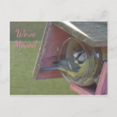 かわいい小カラフル鳥引っ越しましたはがき ポストカード (正面)