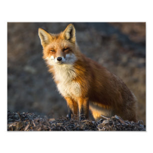 かわいい小キツネ フォトプリント