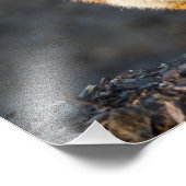 かわいい小キツネ フォトプリント            (角)