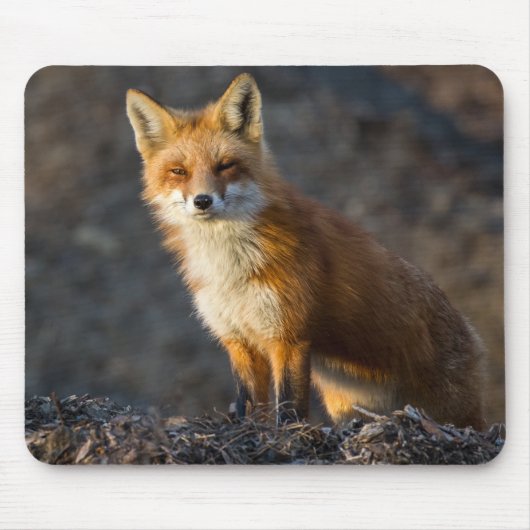 かわいい小キツネ マウスパッド (正面)