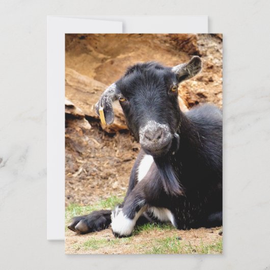 かわいい小ヤギ招待状 (正面)