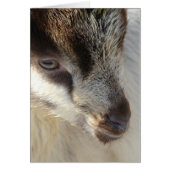 かわいい小ヤギ (正面)