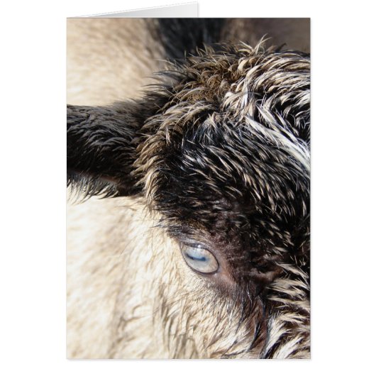 かわいい小ヤギ (正面)