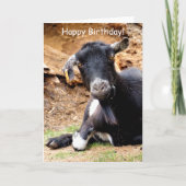 かわいい小ヤギ カード (正面)