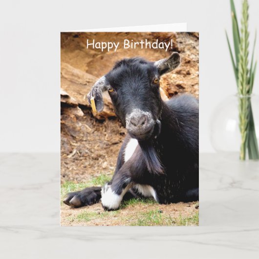 かわいい小ヤギ カード (正面)