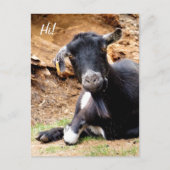 かわいい小ヤギ ポストカード (正面)