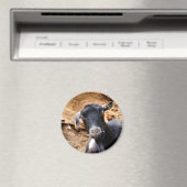 かわいい小ヤギ マグネット (インサイチュ (食洗機))