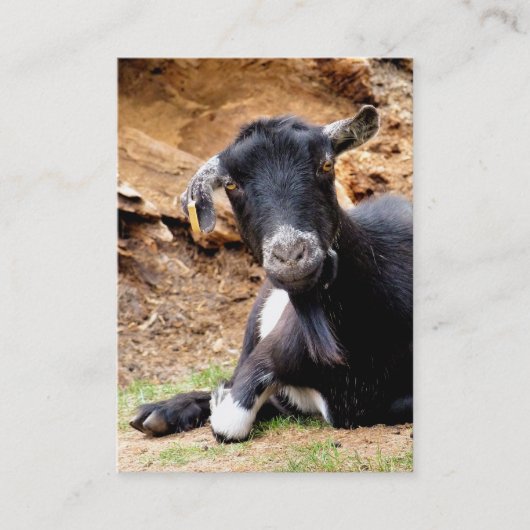 かわいい小ヤギ 名刺 (正面)