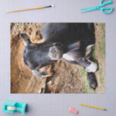 かわいい小ヤギ 薄葉紙 (クラフト)