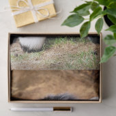 かわいい小ヤギ 薄葉紙 (ギフト)