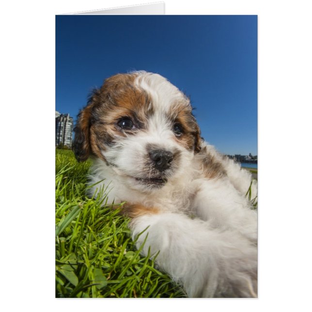 かわいい小犬(Shitzu) (正面)