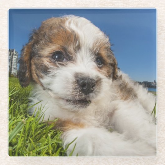 かわいい小犬(Shitzu) ガラスコースター (正面)