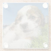 かわいい小犬(Shitzu) ガラスコースター (裏面)