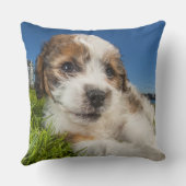 かわいい小犬(Shitzu) クッション (裏面)