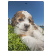 かわいい小犬(Shitzu) クリップボード (裏面)